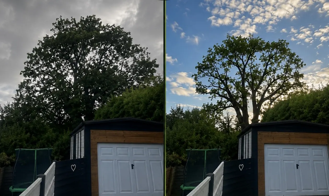 Before and after of a large oak tree given a careful crown reduction