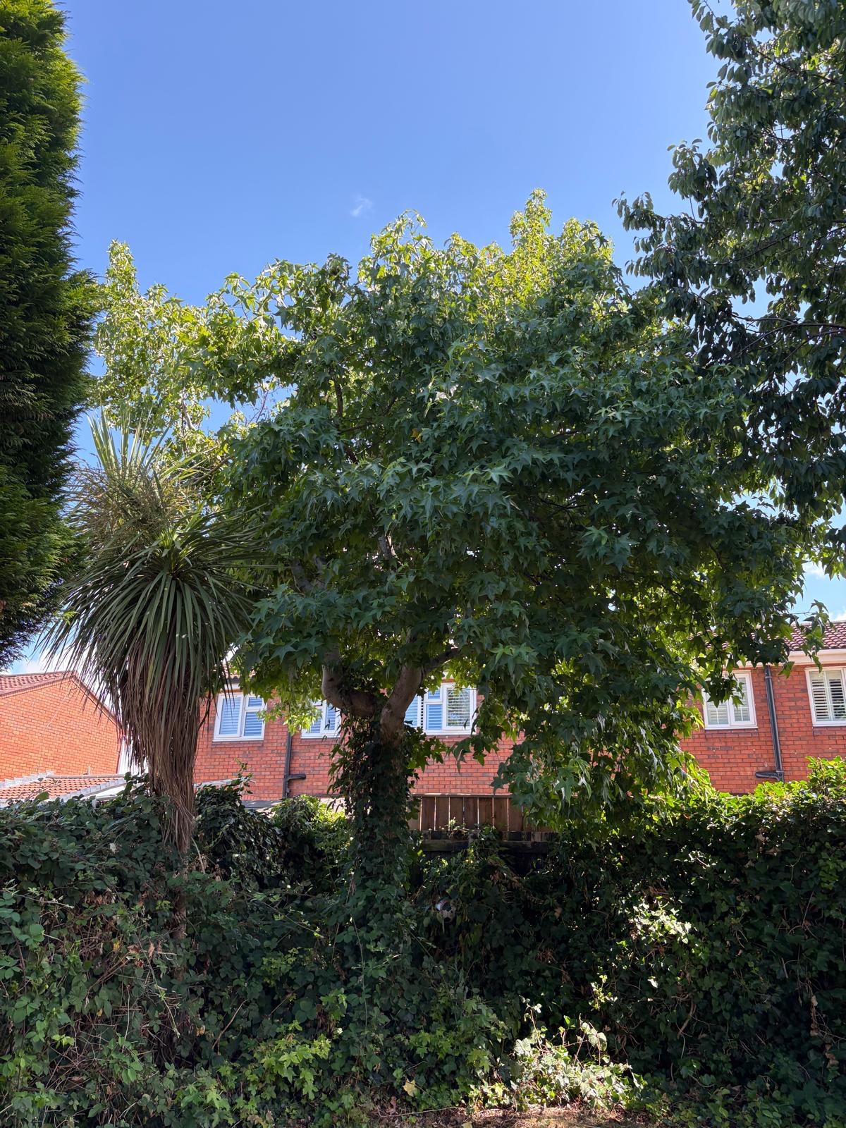Maple tree removed and boundary hedge cut back by J&D Forestry — before