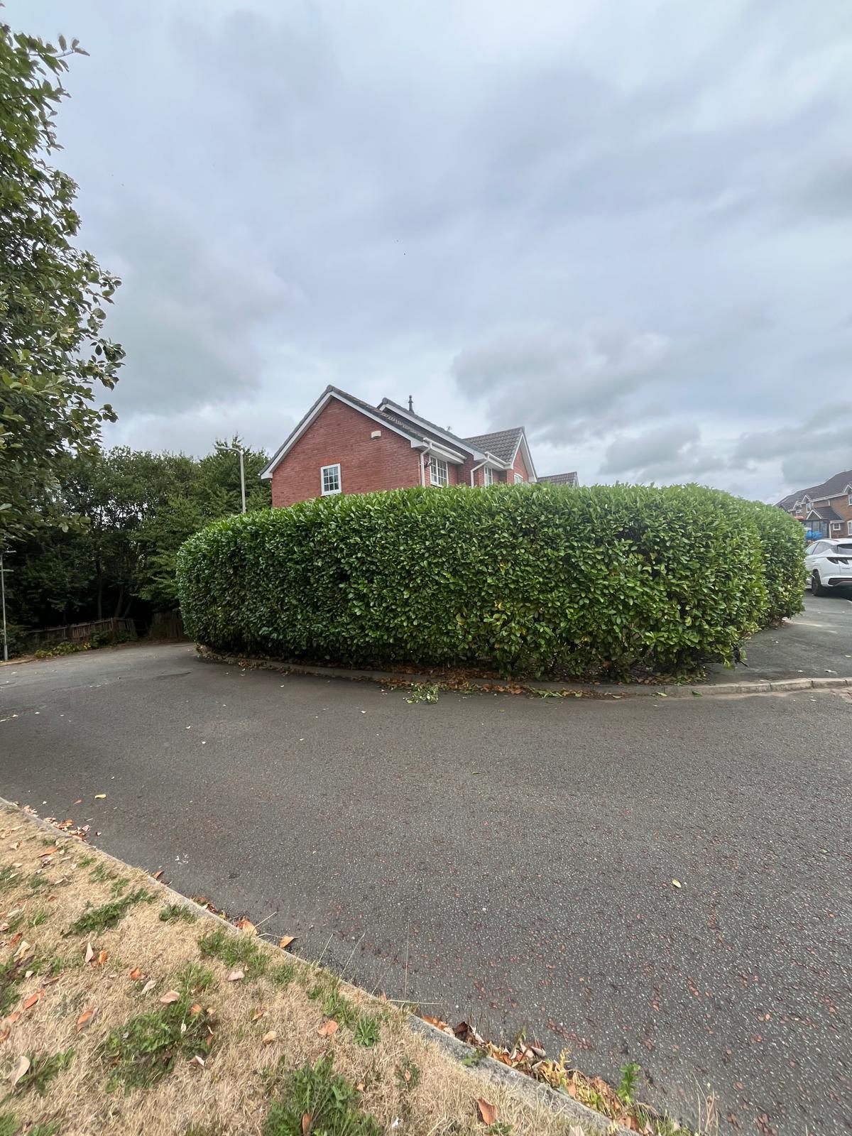 Overgrown laurel hedge pruned and shaped by James David Forestry Ltd — after