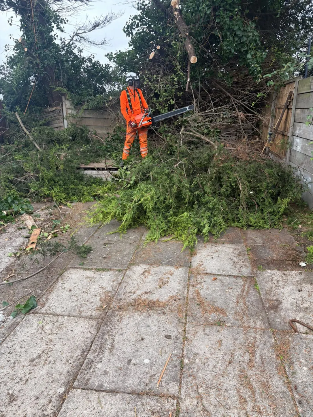 James David Forestry Ltd team member clearing felled conifer branches with a chainsaw