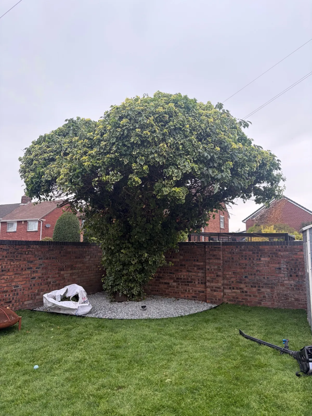 Overgrown garden tree reshaped by James David Forestry Ltd — before