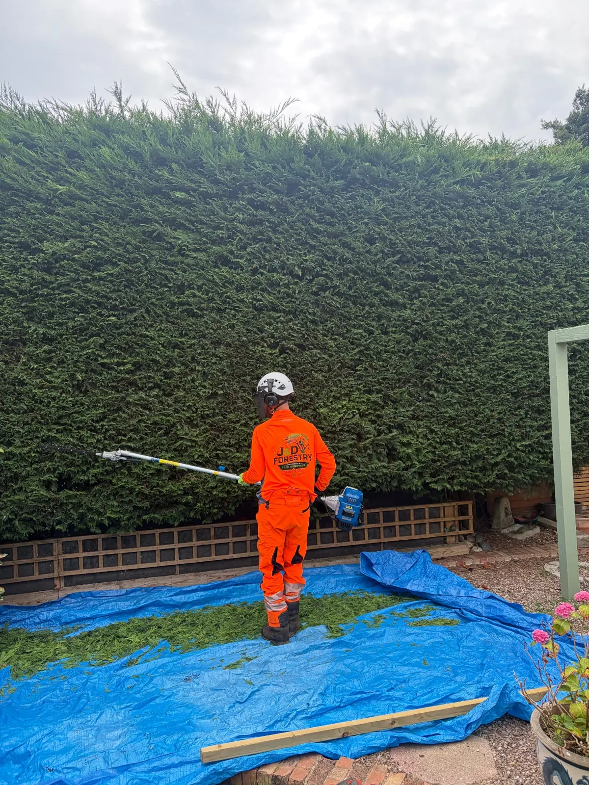 James David Forestry Ltd operator trimming a tall conifer hedge with a pole saw