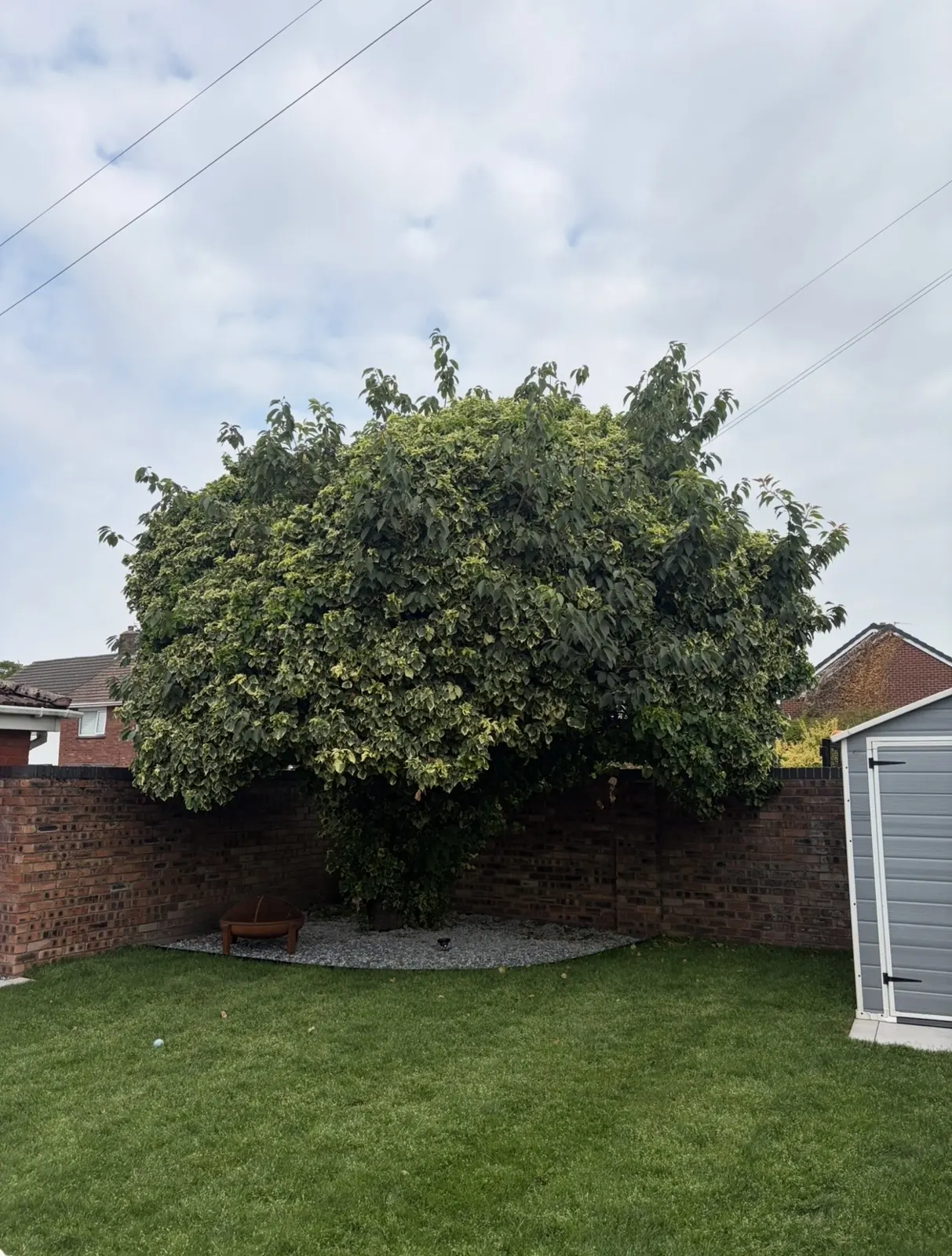 Overgrown garden tree reshaped by James David Forestry Ltd — after