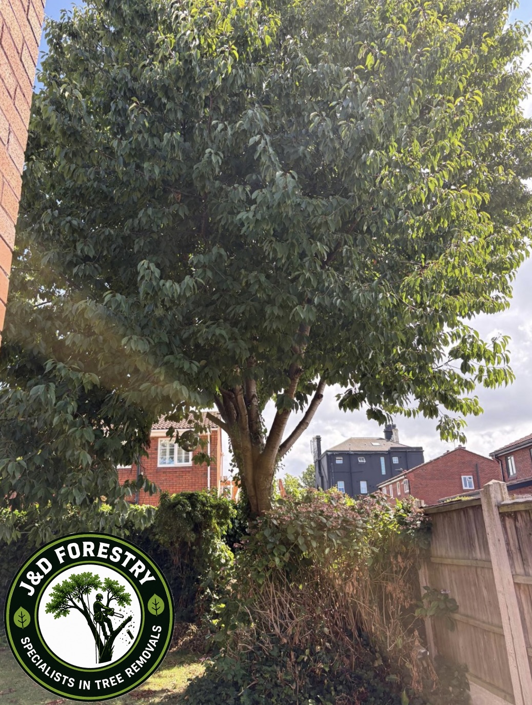 Large cherry tree removed and garden opened up by J&D Forestry — before