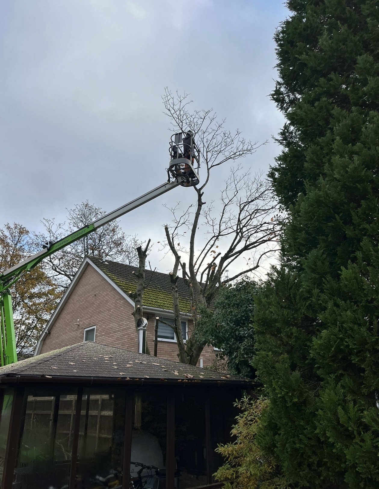 Tree work using access platform in a residential garden
