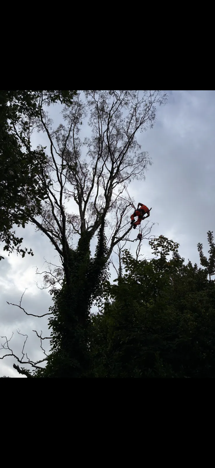 James David Forestry Ltd climber working high in a mature birch tree
