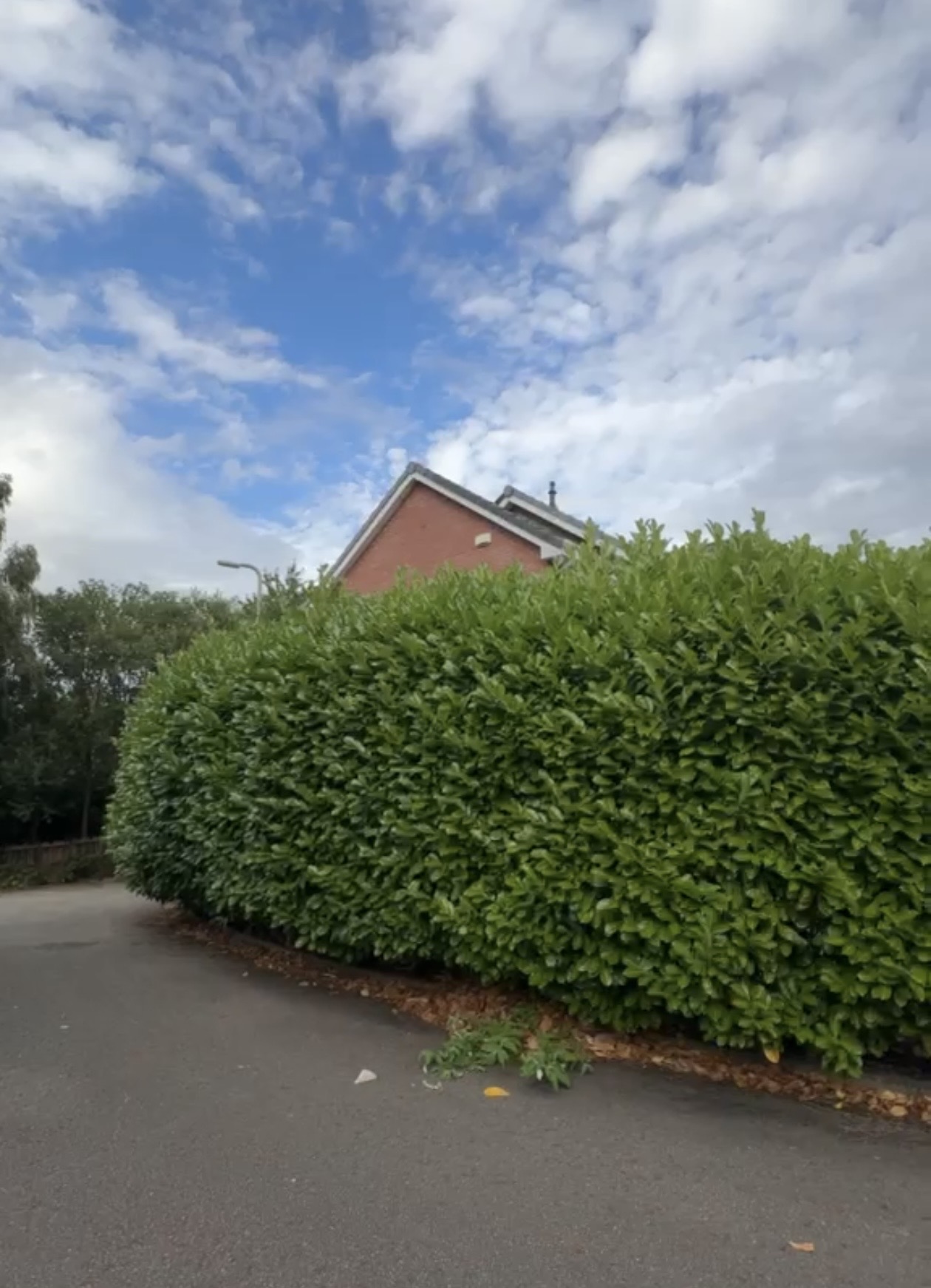Overgrown laurel hedge pruned and shaped by James David Forestry Ltd — before