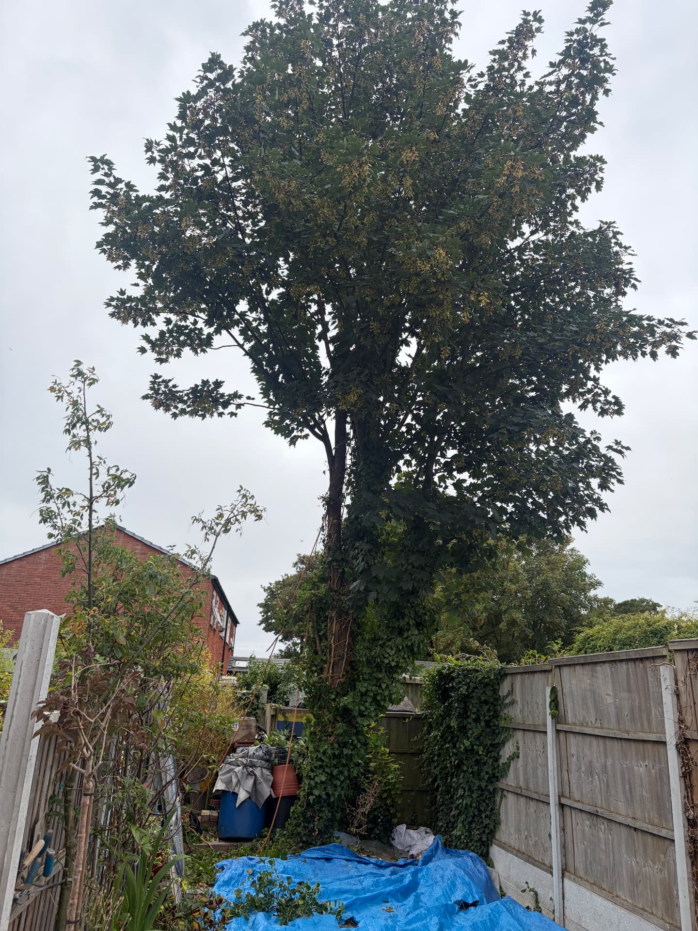 Large sycamore removed from a rear garden by J&D Forestry — before