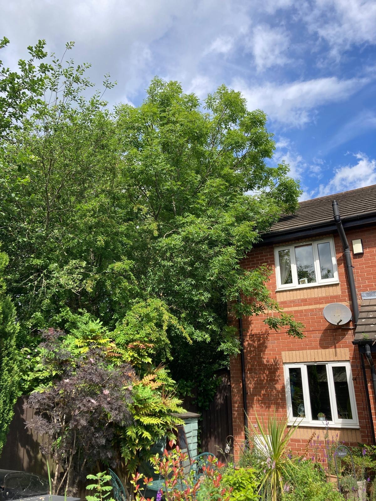 Ash tree crown reduction by J&D Forestry — before