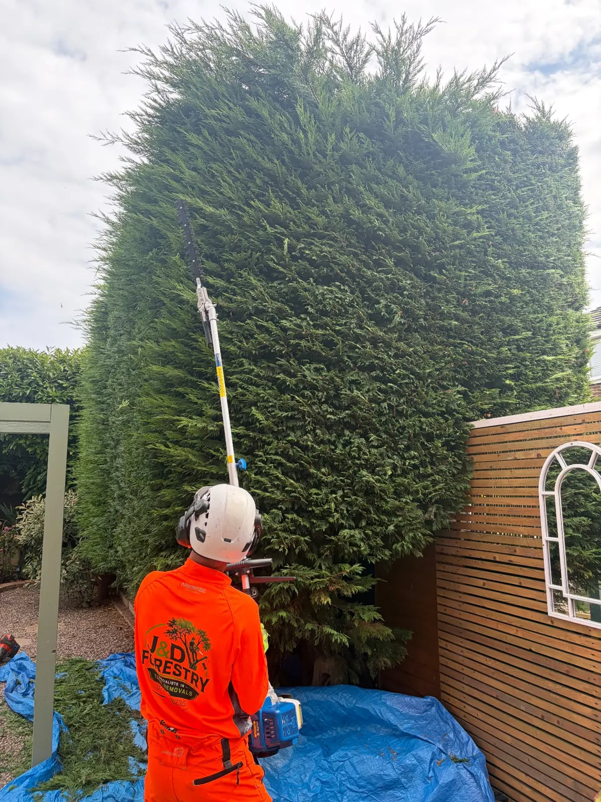 Tall leylandii hedge being topped and reshaped by James David Forestry Ltd