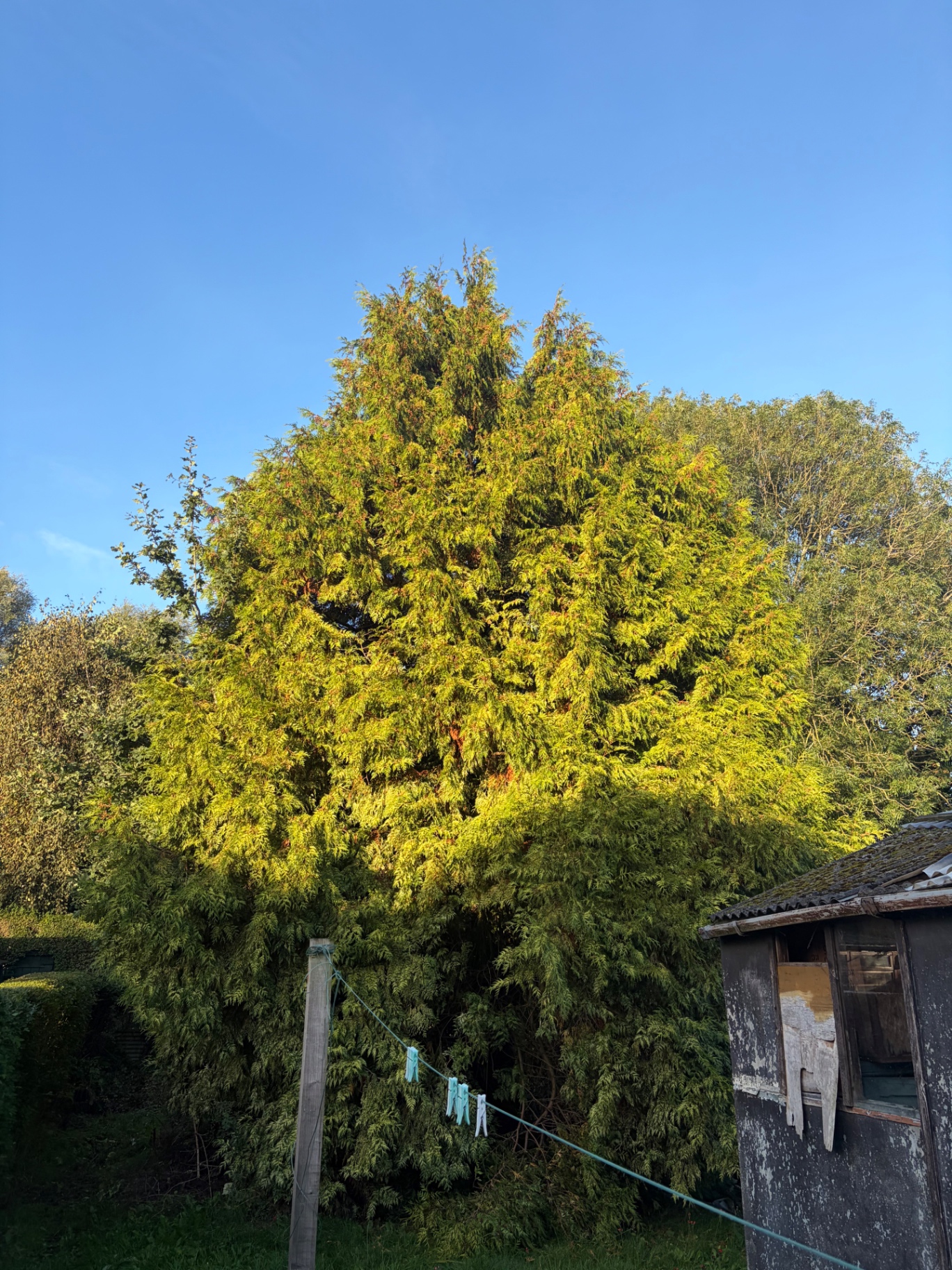 Overgrown leylandii removed and garden cleared by James David Forestry Ltd — before