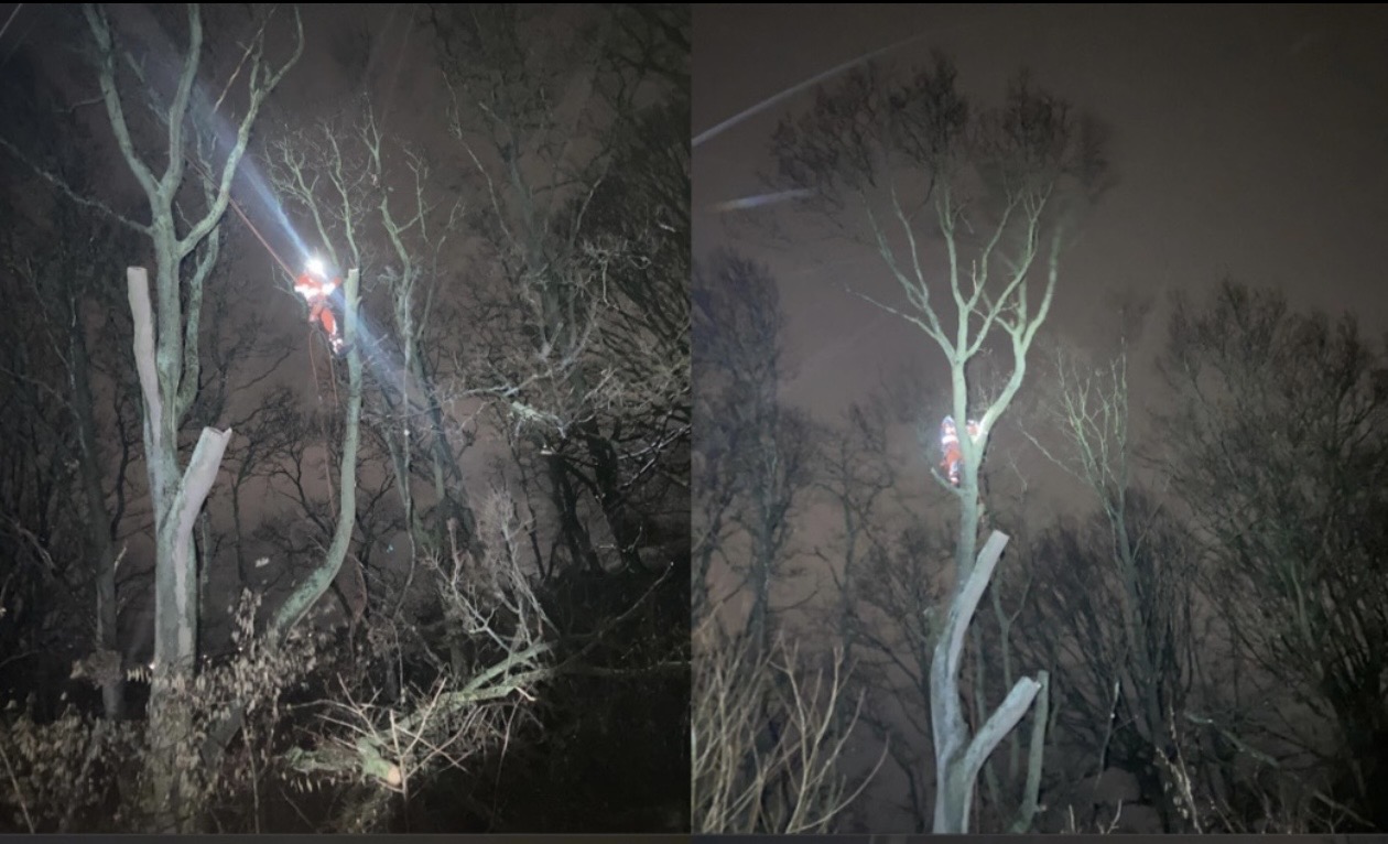 Night-time tree climbing job completed by J&D Forestry